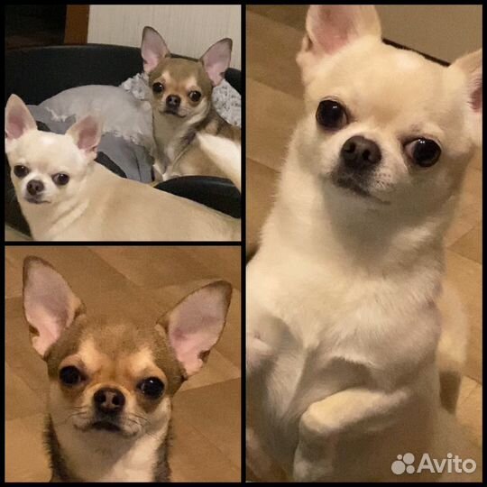 Передержка