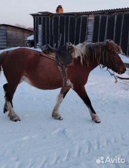 Лошадь обученная