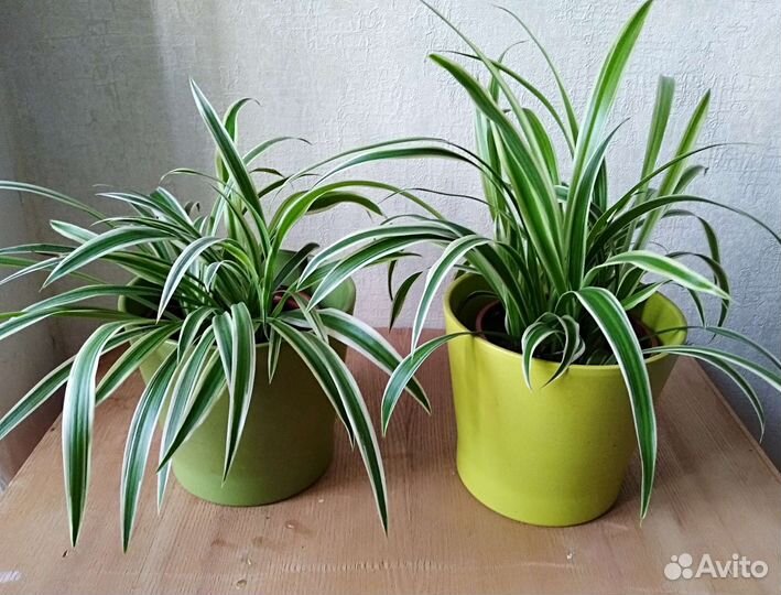 Хлорофитум хохлатый,кучеряаый и сциндапсус