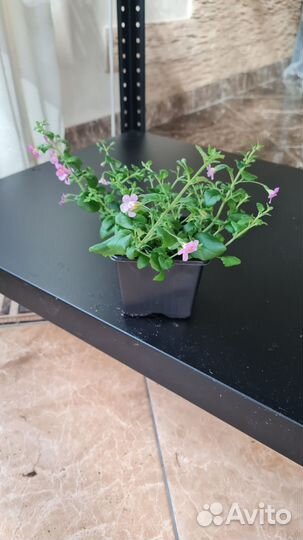 Рассада Бакопа