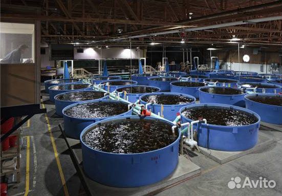 Малёк Африканского сома