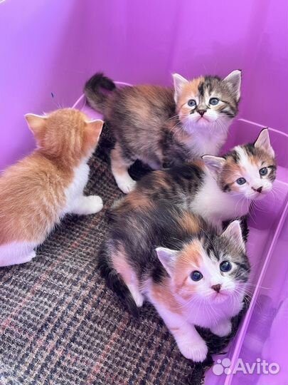 Котята