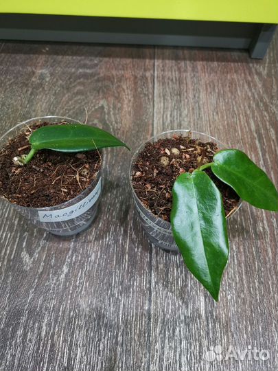 Хойя Макгилливрей