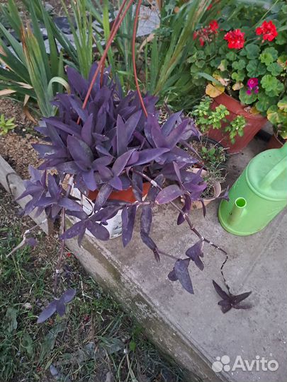 Традесканция