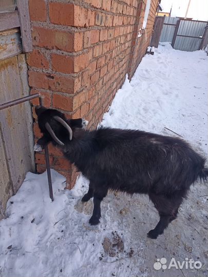 Коза дойная молочная
