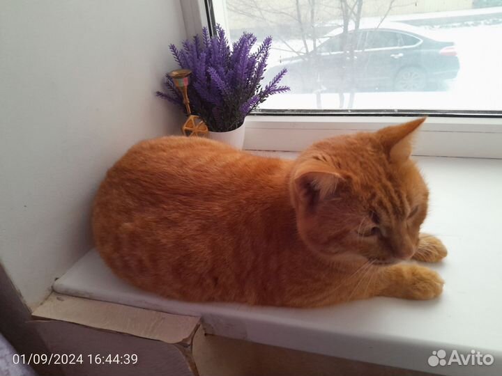 Зоотакси для кошек и собачек, передержка кошек