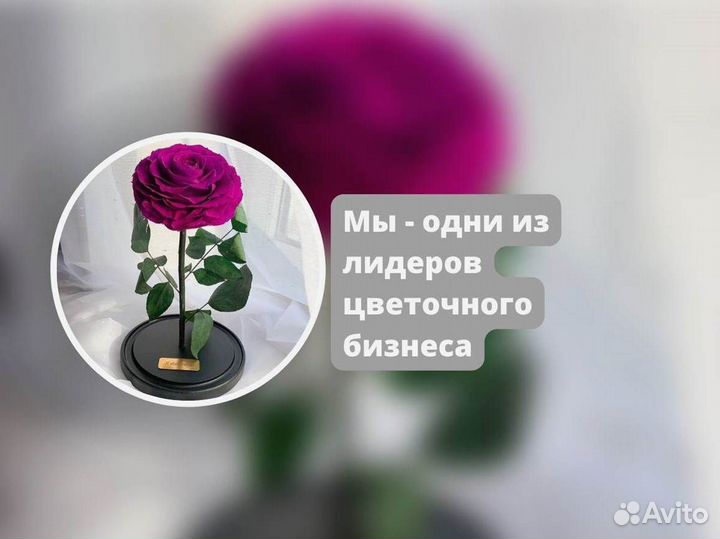 Роза в колбе. Новая