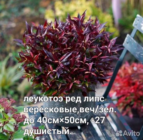 Верески и Вересковые