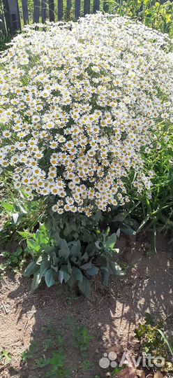 Кануфер- пиретрум, ромашка, буквица