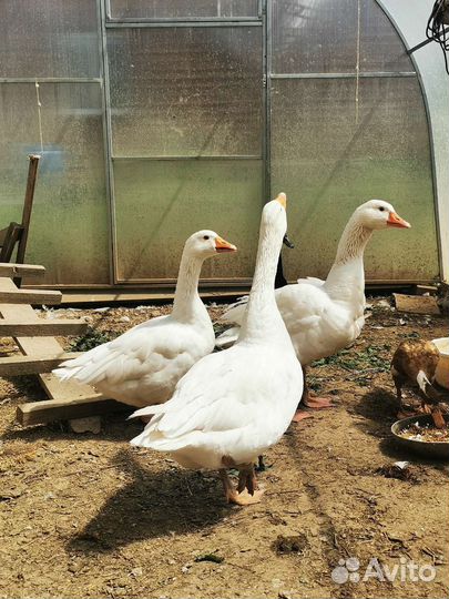 Гуси датский легард