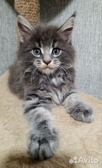 Котята мейн-кун