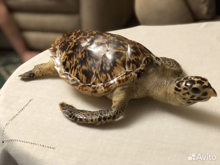 Чучело морской черепахи Карибский бассейн