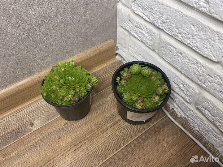 Молодило каменная роза комнатные цветы