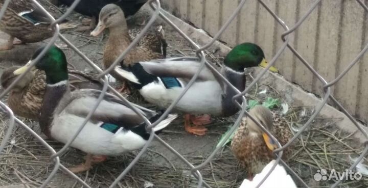 Утка подсадная (селезни)