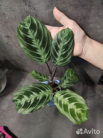 Маранта черная