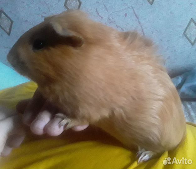 Морская свинка вязка