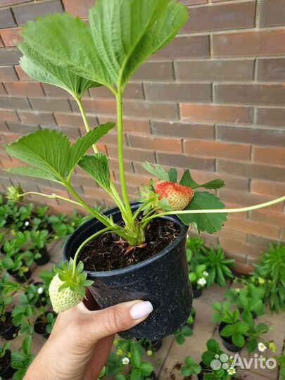 Рассада клубники Альба, Азия, Мурано, Кабрилло