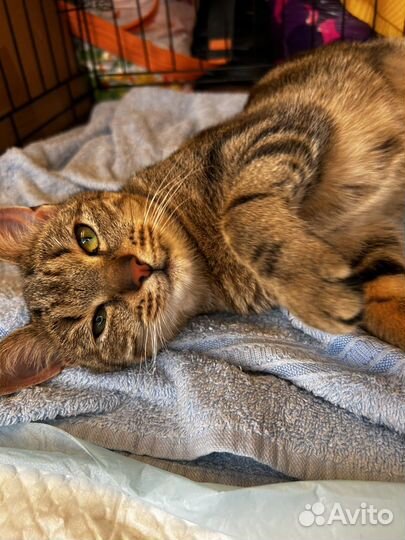 Котенок ищет дом