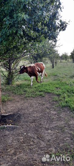 Племенные айршиские коровы