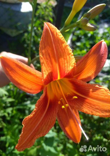 Садовые многолетники