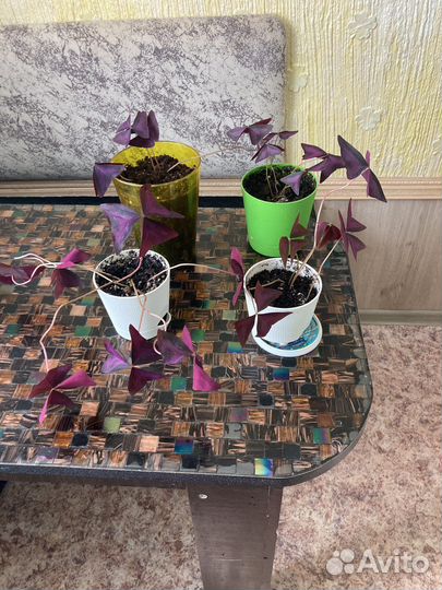 Оксалис (кислица)