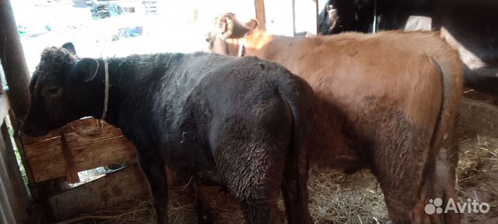 Коровы телята бычки
