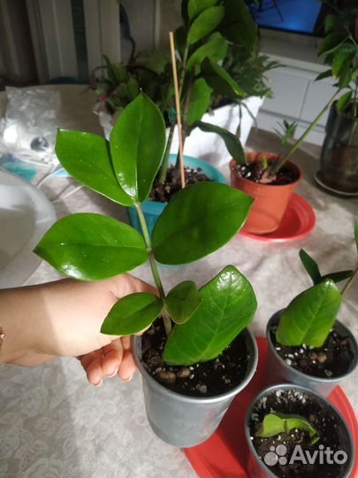 Укоренившиеся ветки замиокулькуса. Каждая по 500