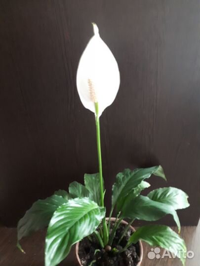 Спатифиллум