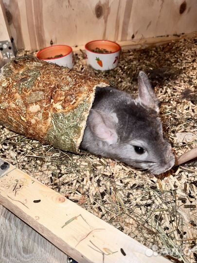 Шиншиллы с витриной