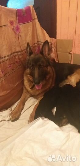 Продажа щенков немецкой овчарки