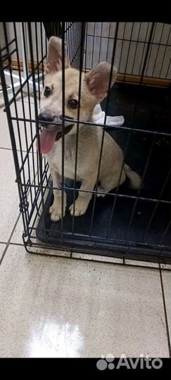 Щенок 3.5 мес. Кобелек