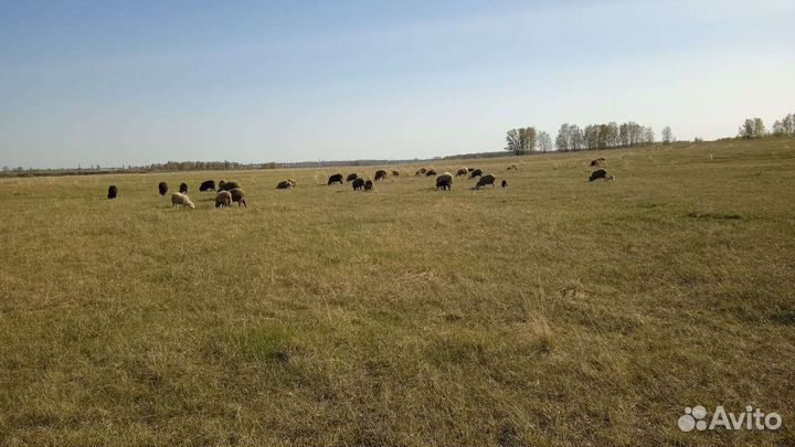 Овцы бараны