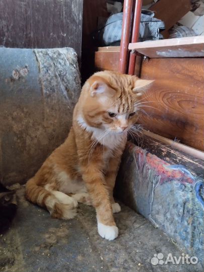 Котики бесплатно в добрые руки