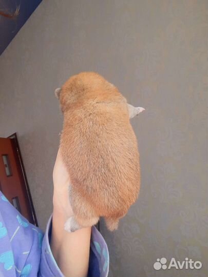Сиба ину Шиба