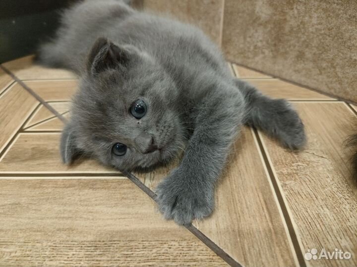 Шотландская