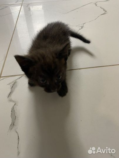 Котята в добрые руки 1 месяц