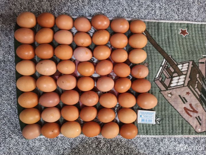 Яица домашние