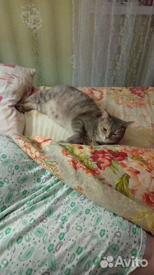 Отдам кошку в добрые руки