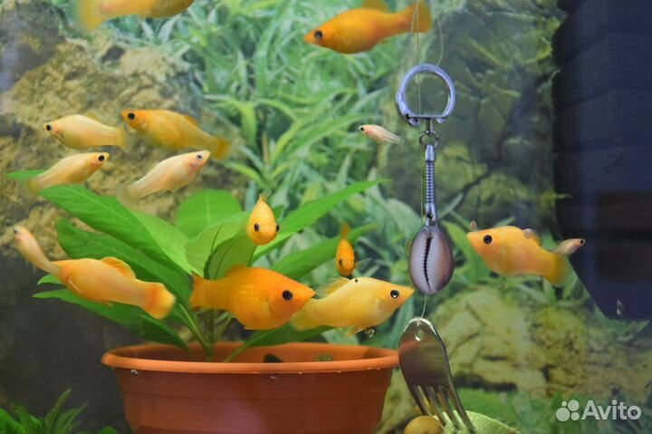 Продам аквариумных рыбок, улиток, растения и корм
