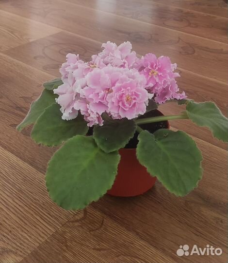 Сортовые фиалки