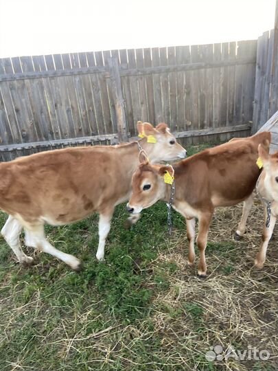 Телочки джерси (джерсейские) цена за голову