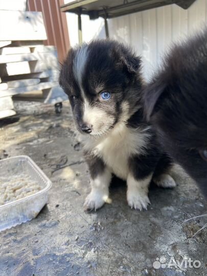 Щенки хаски