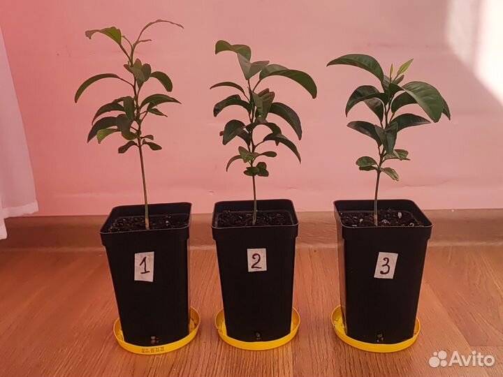 Комнатное дерево из косточек