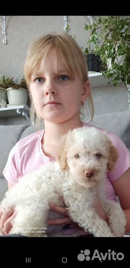 Лаготто романьоло