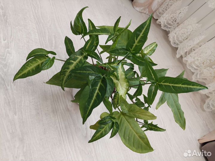 Сингониум ушковидный