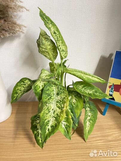 Диффенбахия