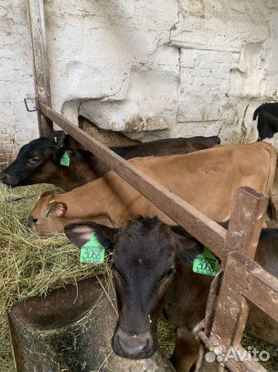Бычки телята