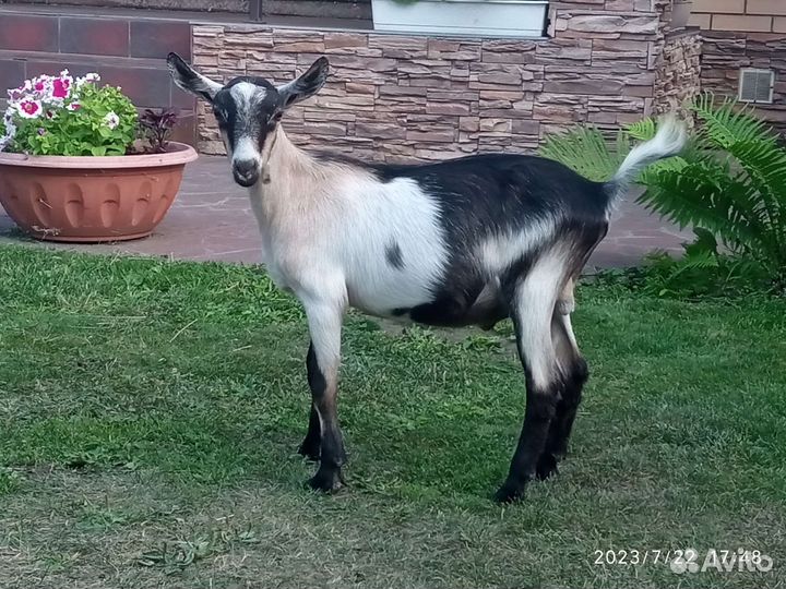 Козлята альпийские