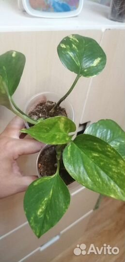 Комнатные растения