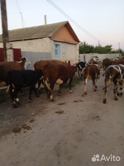 Коровы и телки